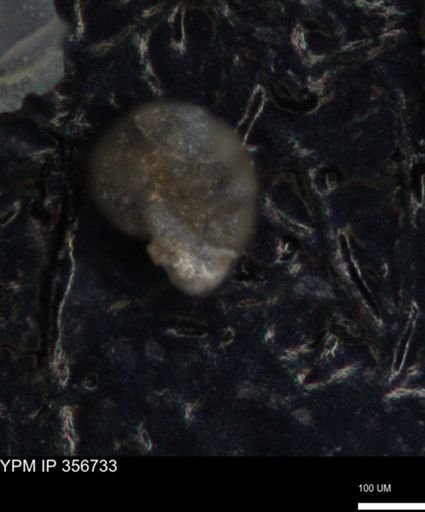 undet. Foraminiferida