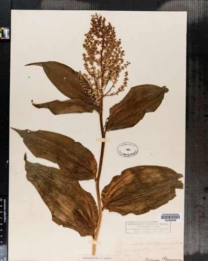 Maianthemum