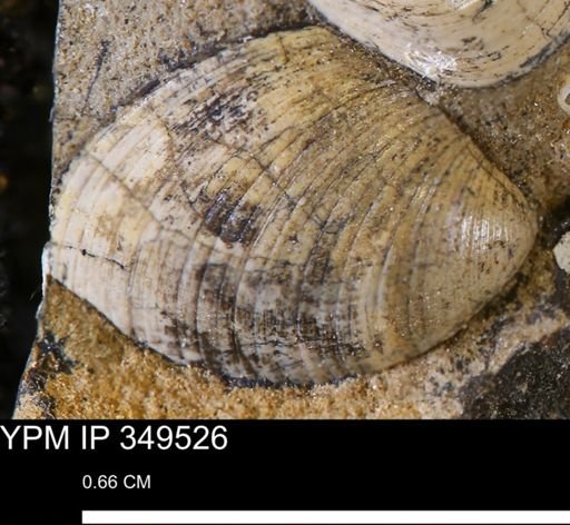 undet. Bivalvia