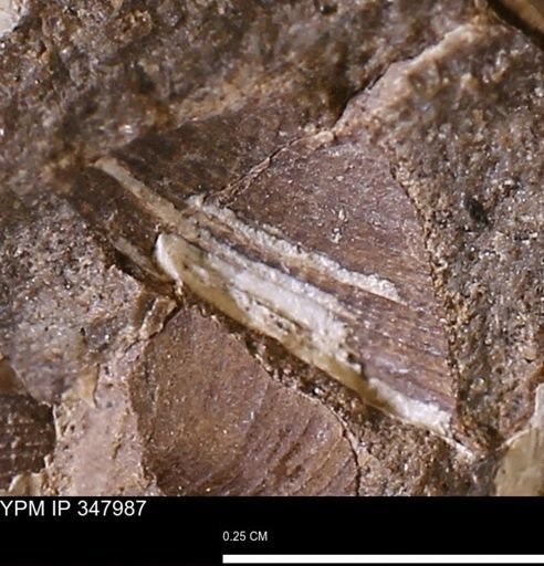 undet. Bivalvia