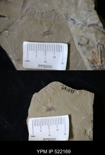 Anacheirurus sp.