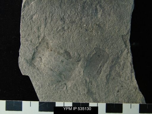 undet. Eurypterida