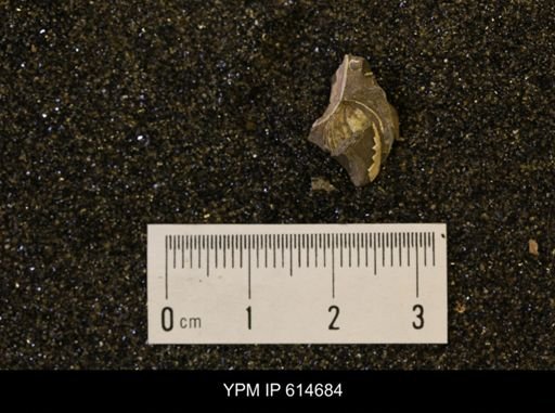 Limopsis striatopunctatus