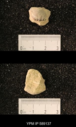 Sowerbyella sp.