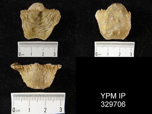 Diaphragmus nivosus