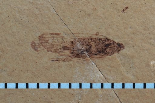 Auchenorrhyncha