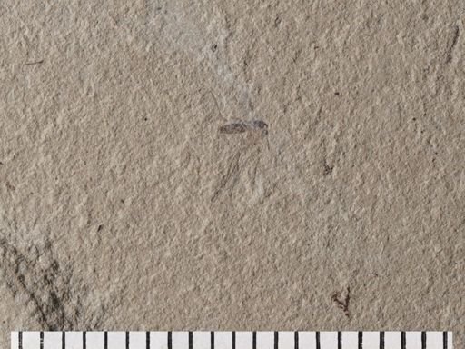 Mycetophilidae