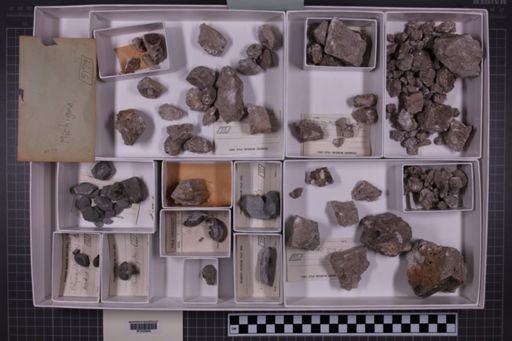 mixed taxa, stratigraphic collection