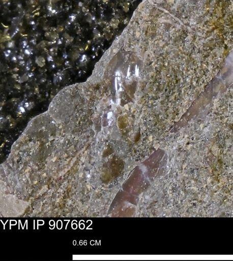 Ammonoidea?