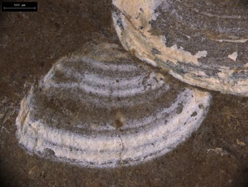Estherites jocelynae