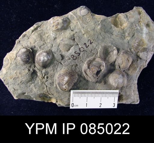 Camarotoechia cartieri