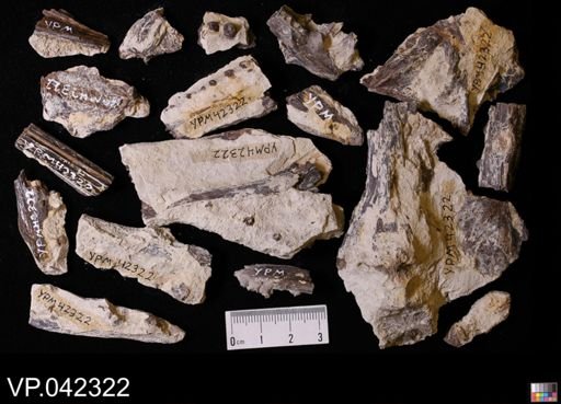undet. Actinopterygii