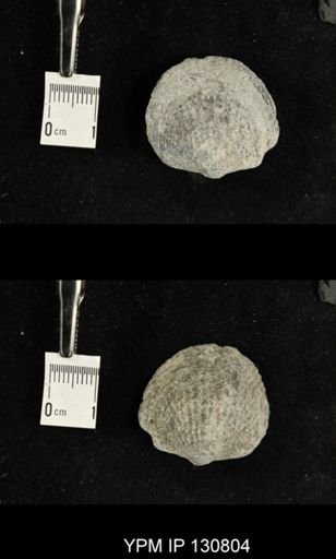 Spinatrypa spinosa