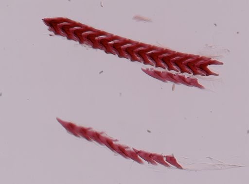 Flabellina nobilis