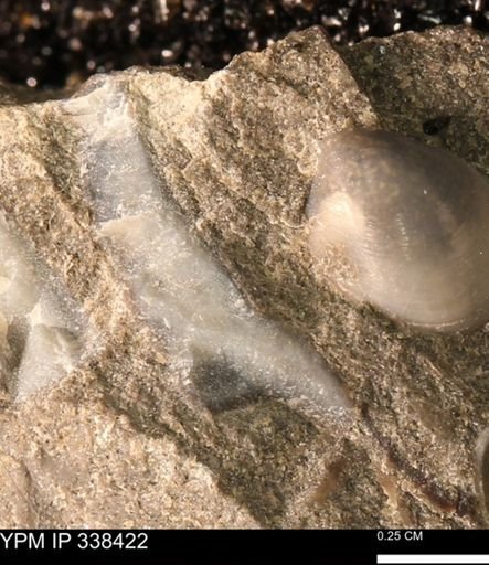undet. Mollusca