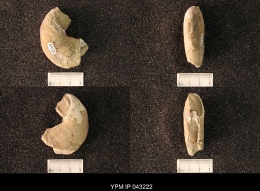 Hoploscaphites nicolletii