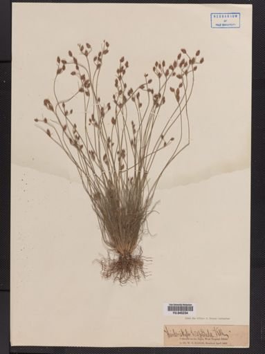 Fimbristylis