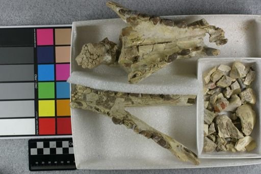 Hyaenodon horridus