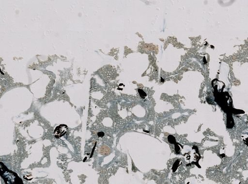 Luffariella variabilis