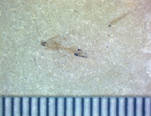undet. Hymenoptera