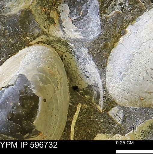 undet. Bivalvia