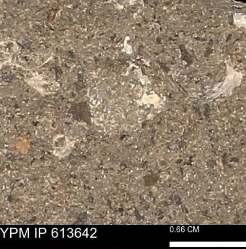 Scaphites sp.