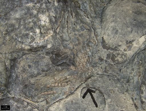 Aplocoma damesii