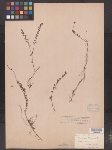 Vaccinium oxycoccos