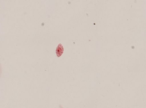 Pleurotricha