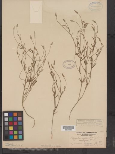Polygala verticillata