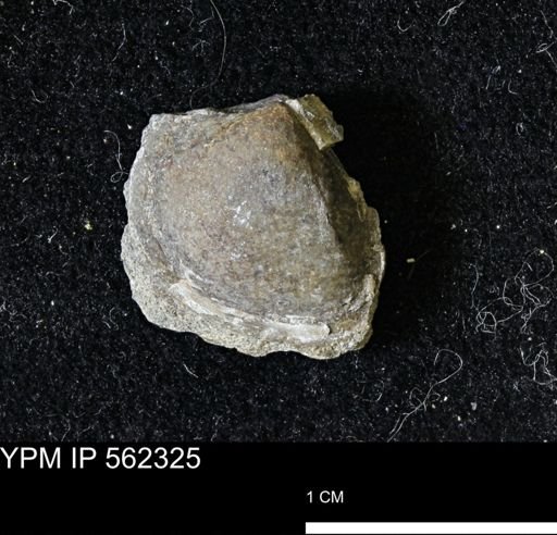 Limopsis striatopunctatus