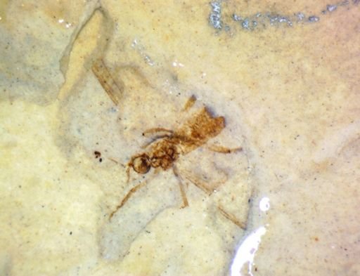 undet. Diptera