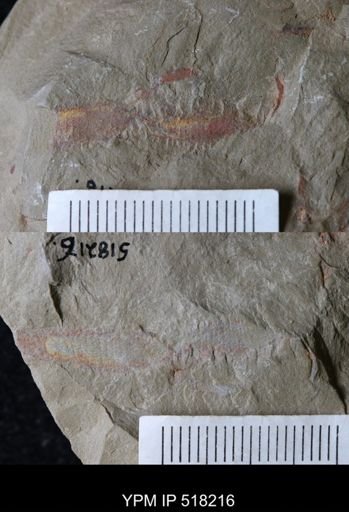 undet. Annelida