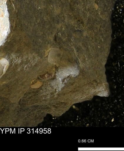 undet. Scaphitidae