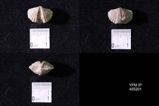 Platystrophia sp.