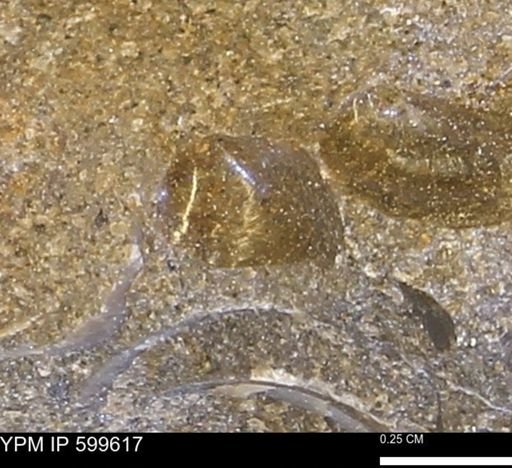 Protocardia subquadrata
