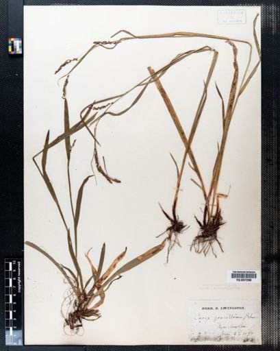 Carex gracillima