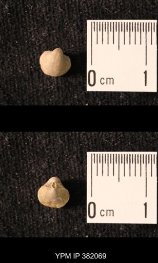 Ambocoelia planoconvexa