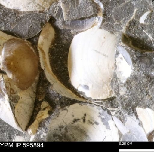 Protocardia sp.