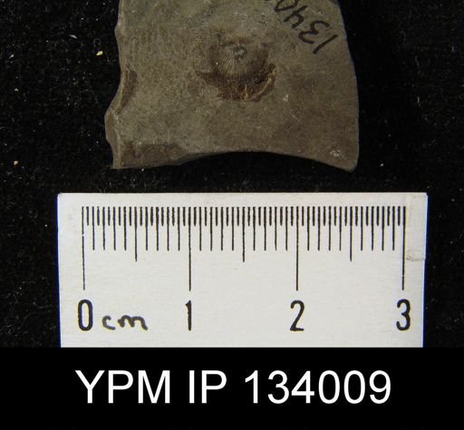 Chonetes scitulus