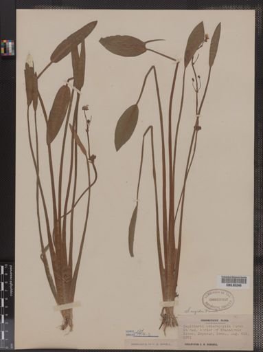 Sagittaria rigida
