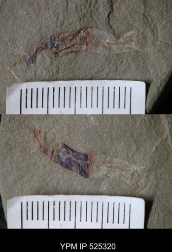 undet. Ichnofossil