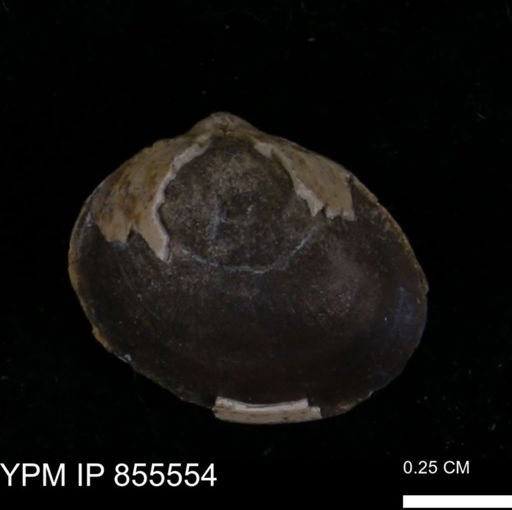 Limopsis striatopunctatus