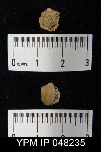 Parmorthis brownsportensis