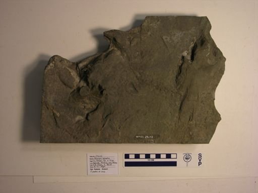 Atreipus sulcatus