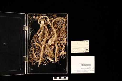Malayopython reticulatus