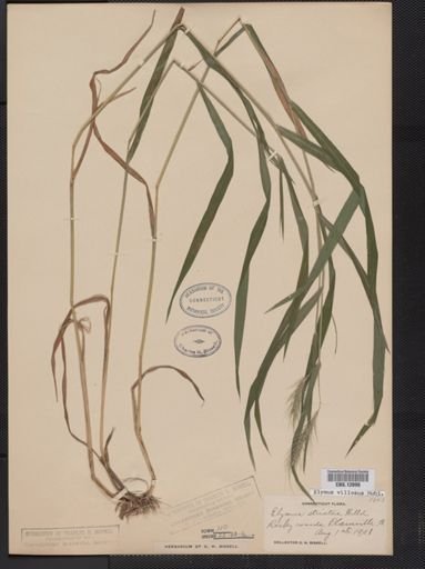 Elymus villosus