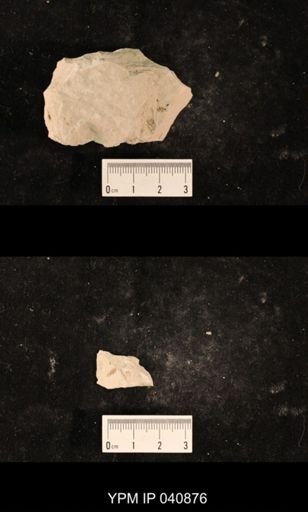 Liomopteridae