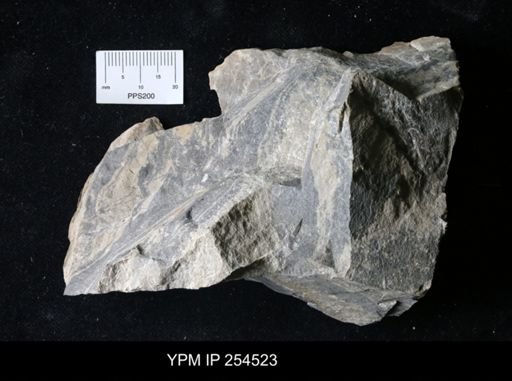 lithologic sample
