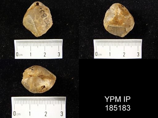 Athyris spiriferoides